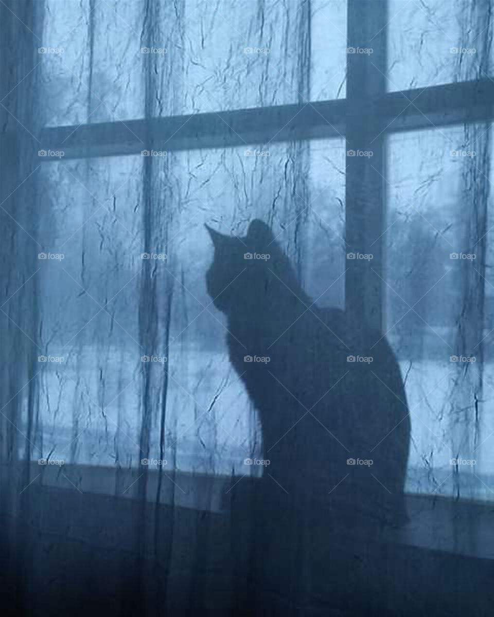 silhouette of cat sitting on windowsill