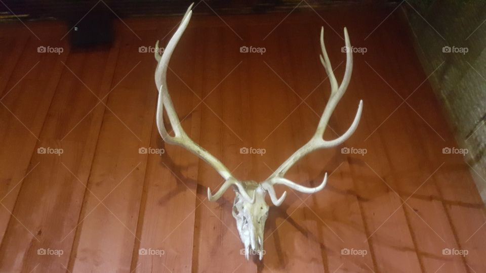 elk skull