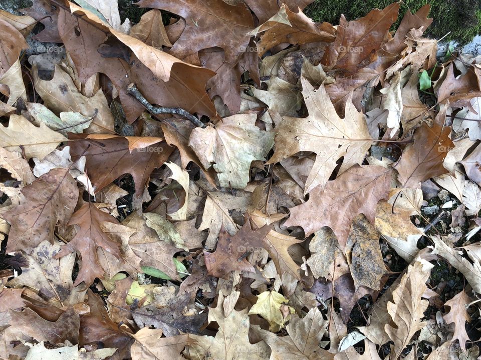 A taste of Autumn arriving now and the wide array of autumn leaves present this notion.