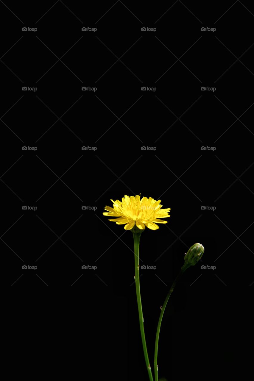 Dandelion flower.