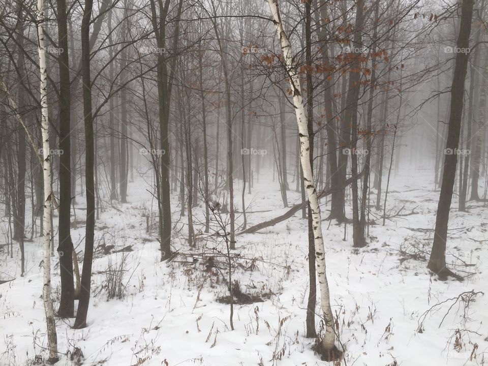 A cold morning in the woods. Foggy morning in the winter woods
