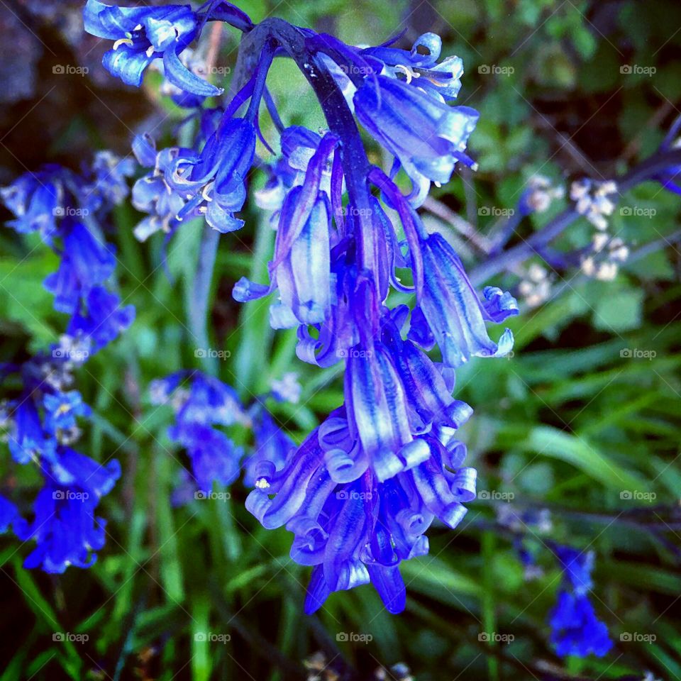 Spring bluebells