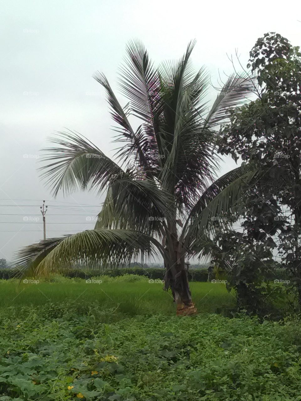 The Garden is the beginning of our daily routine, the Garden feels like it is the experience of Santa.