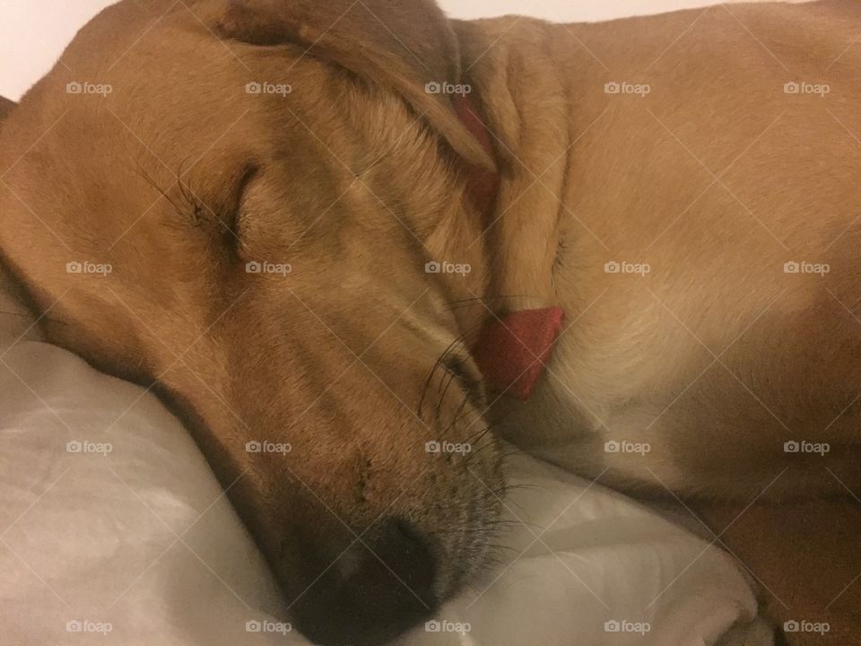 Dog, Sleep, Bed, Mammal, Portrait