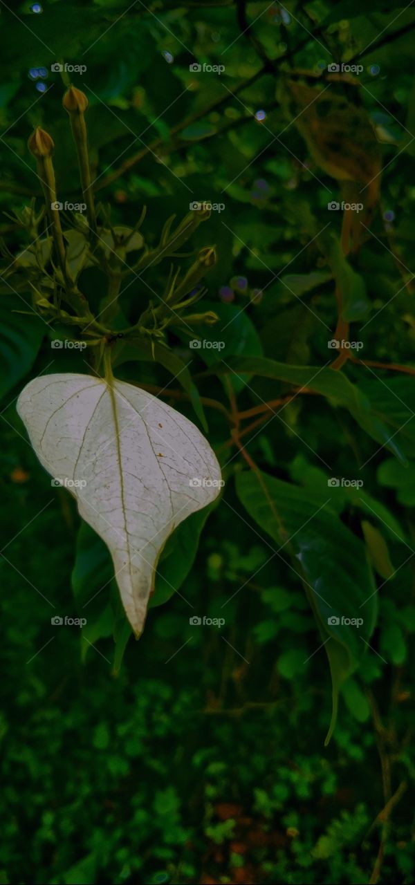 A single white leaf