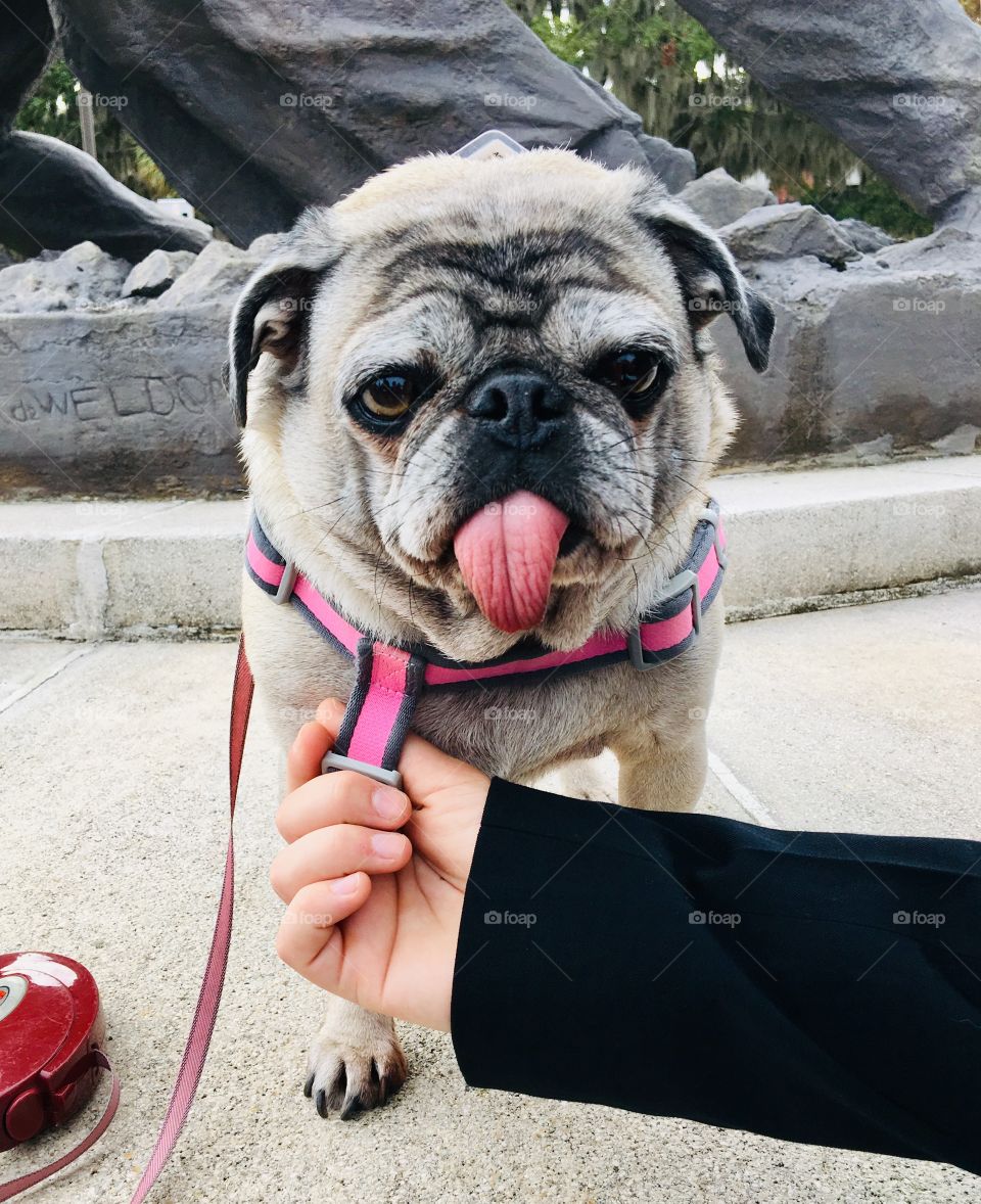 Pouty face pug