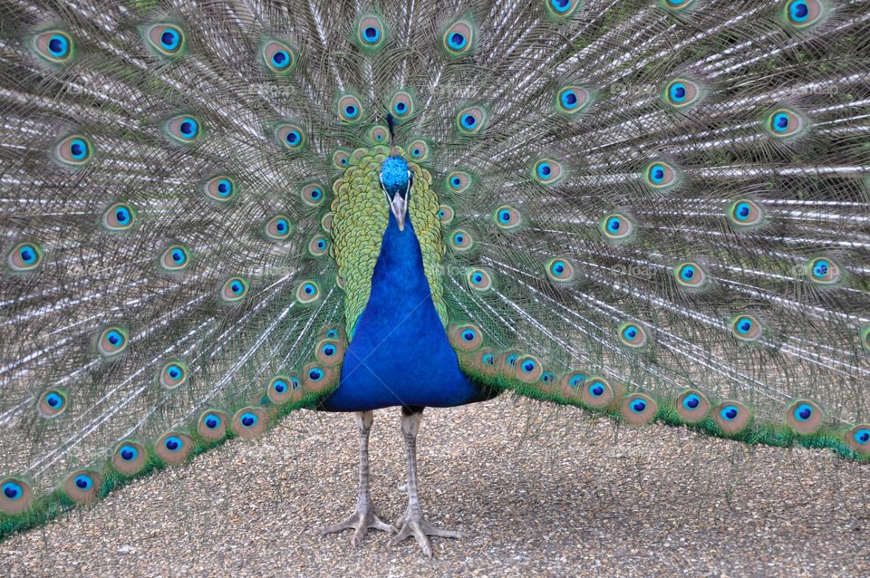 Peacock