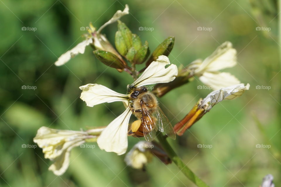 Bee on rocket flowers