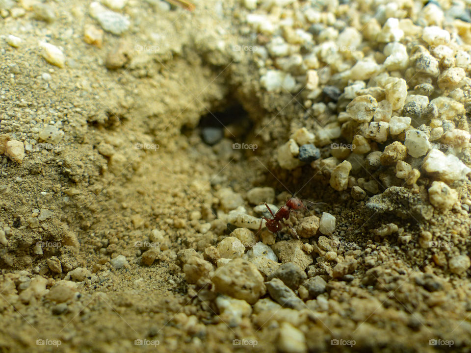 Red ant bringing a rock outside of its home