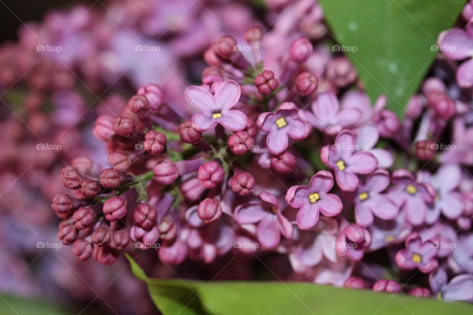 lilac flower