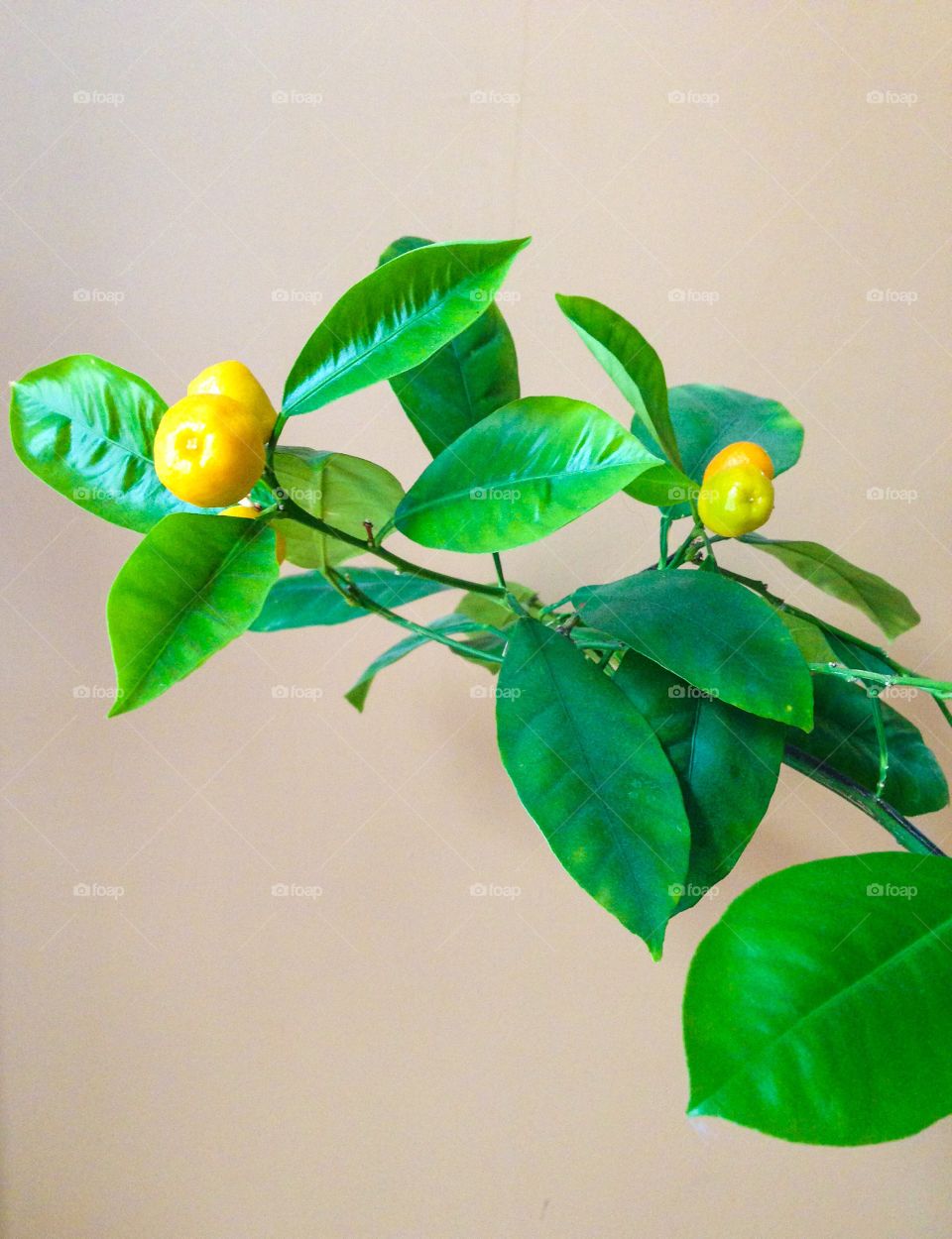 Orange tree branch