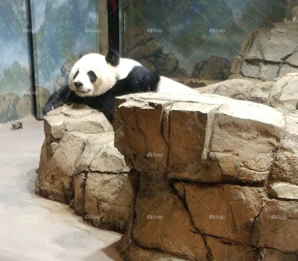Female Panda at National Zoo