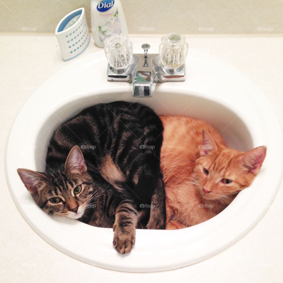 Two peas in a sink