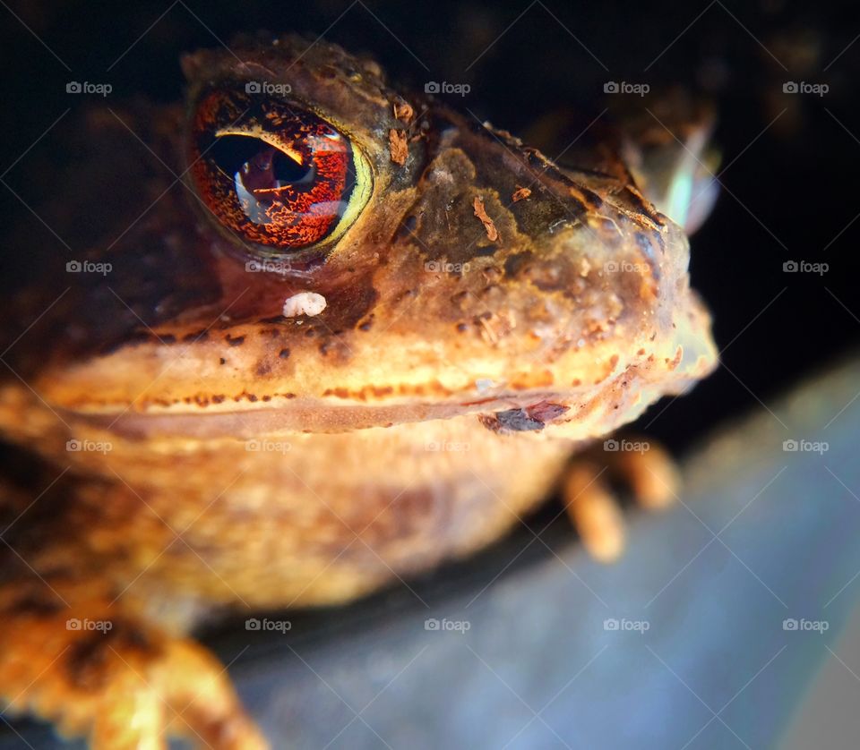 Frog. Animal, frog in the flower pot. 