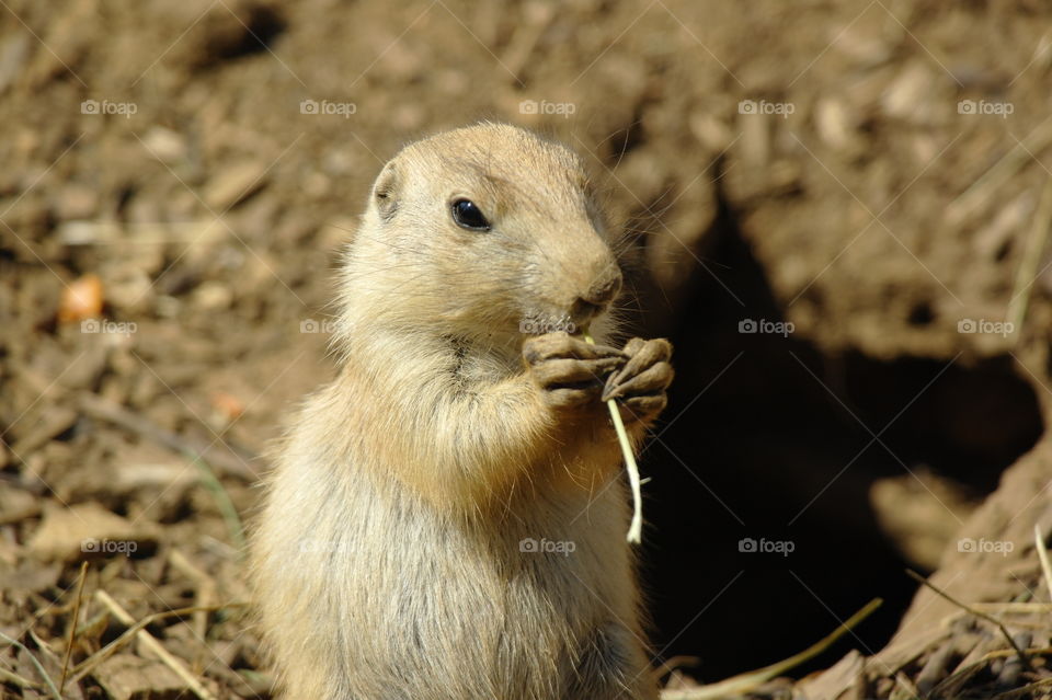 Gopher 