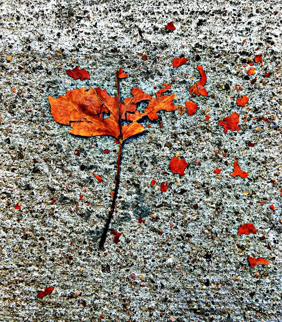 shattered pieces. leaf. concrete. Nature. Shattered pieces of a Fallen Leaf Lane on the concrete.