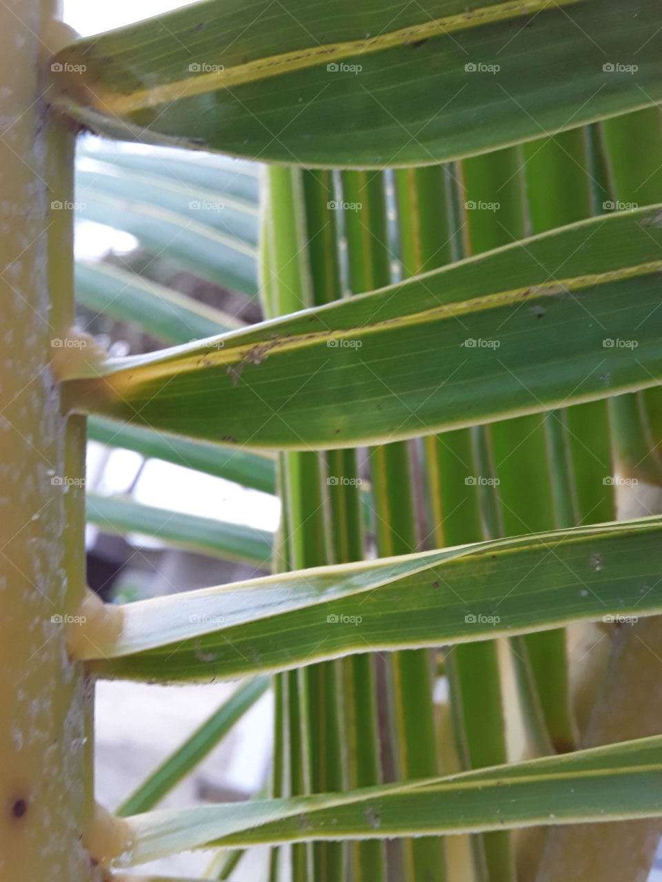 parallels in nature palm leaves