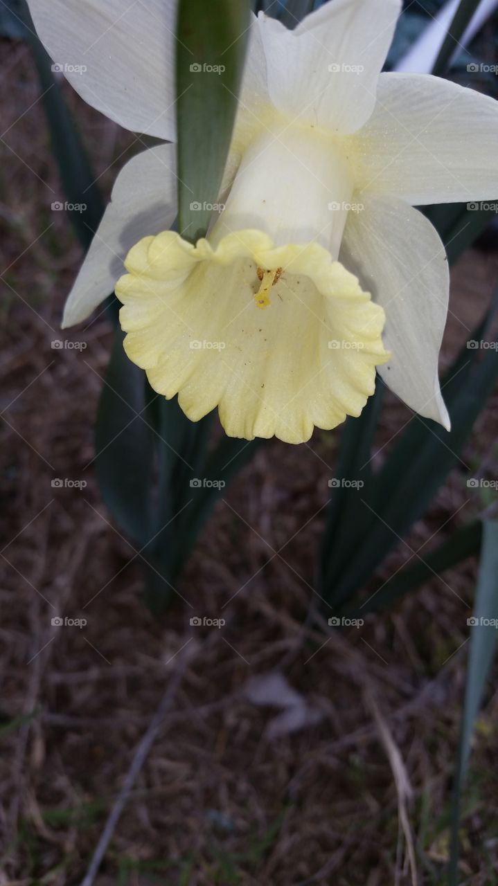 jonquil