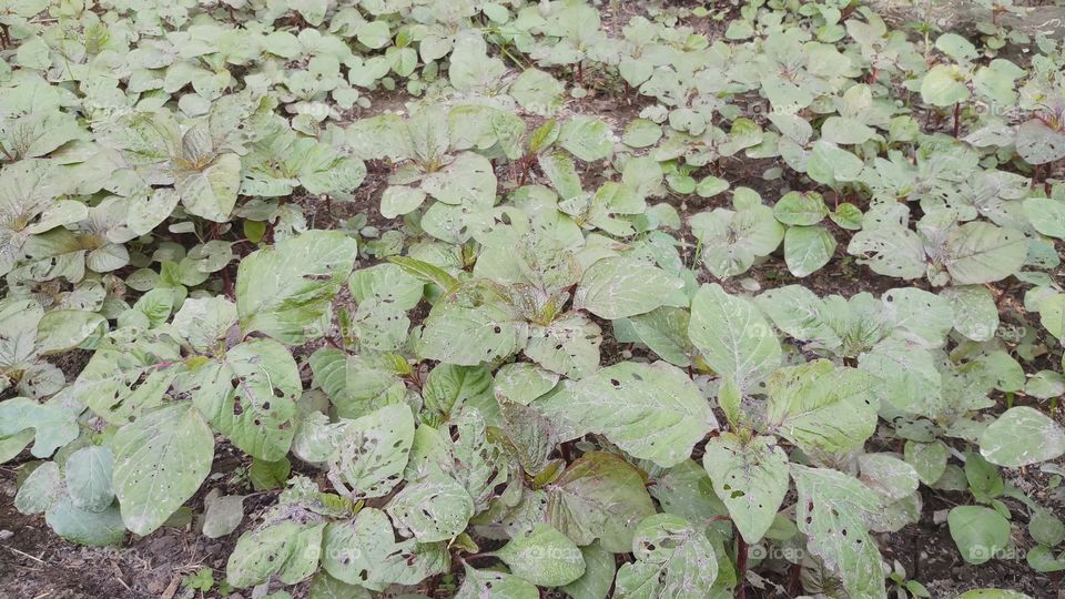 Healthy Greens to eat our daily life.