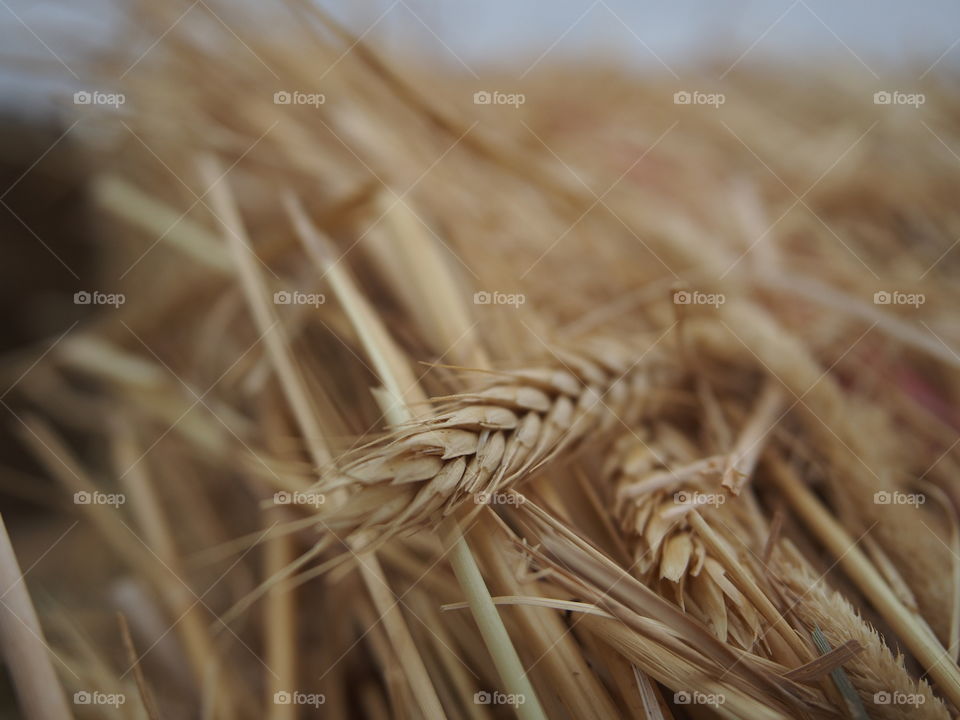 A blade of wheat closeup on a large roll bale of straw at a childrens corn maze in the fall.