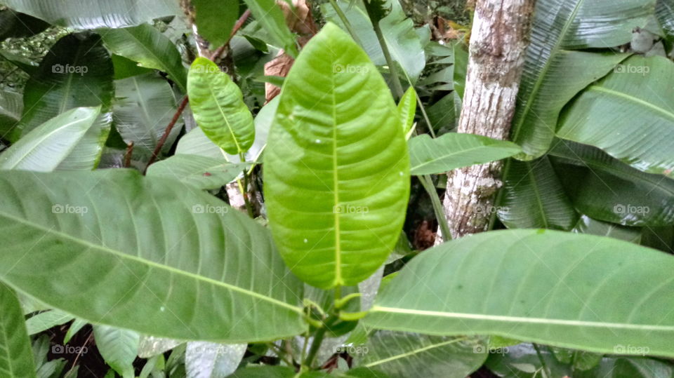 FOLHA VERDE NA MATA