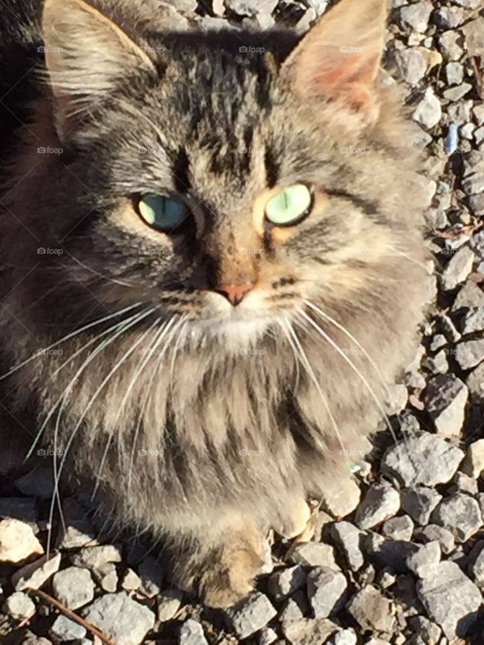 Close-up of cat on stone