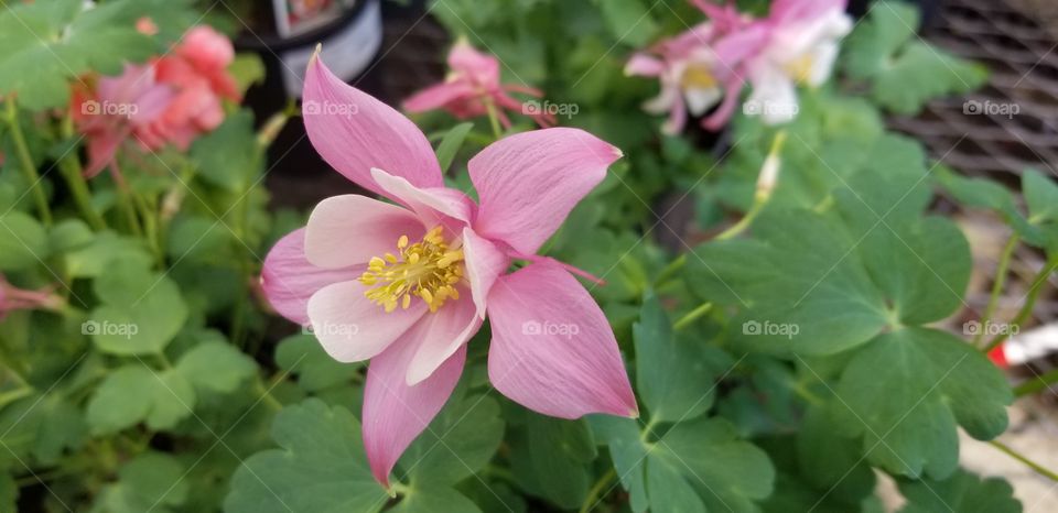 spring flowers starting to bloom!