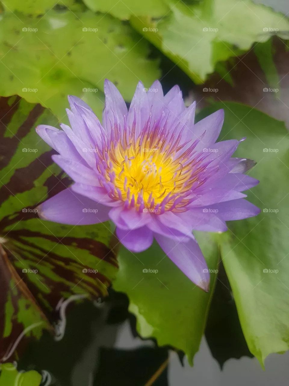 colored lotus