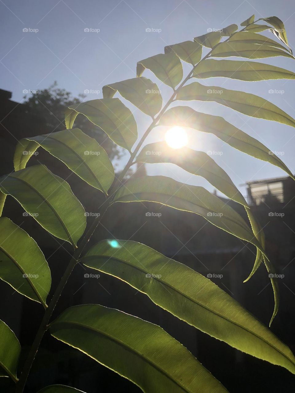 Sunshine behind the leaf