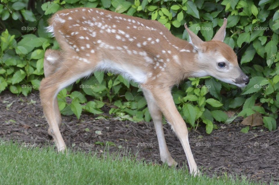 Doe and Fawn