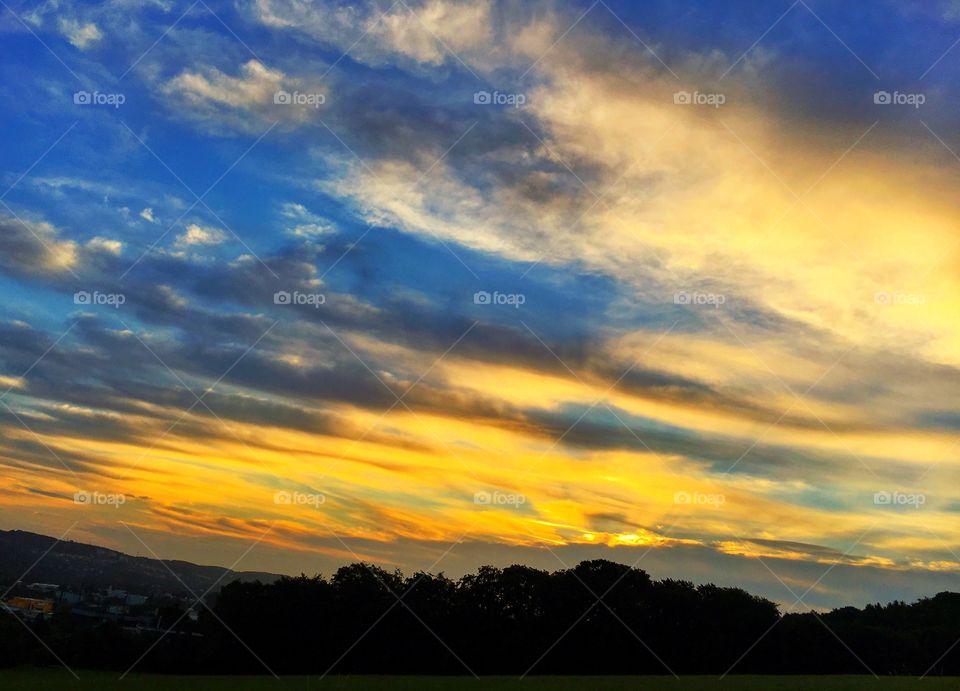 Silhouette of trees during sunset