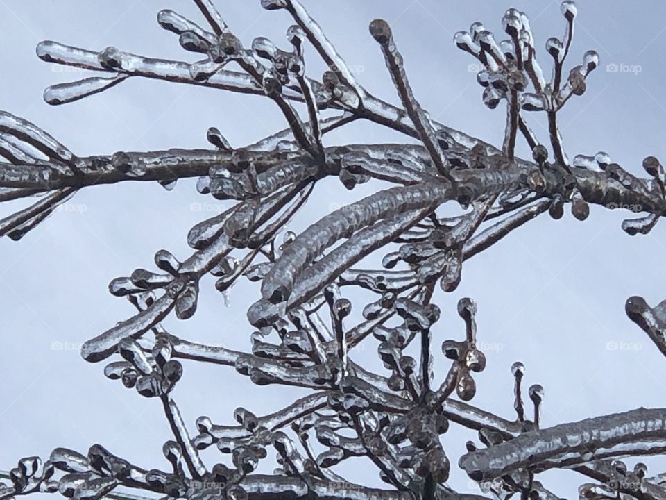 Tree branches encased in ice