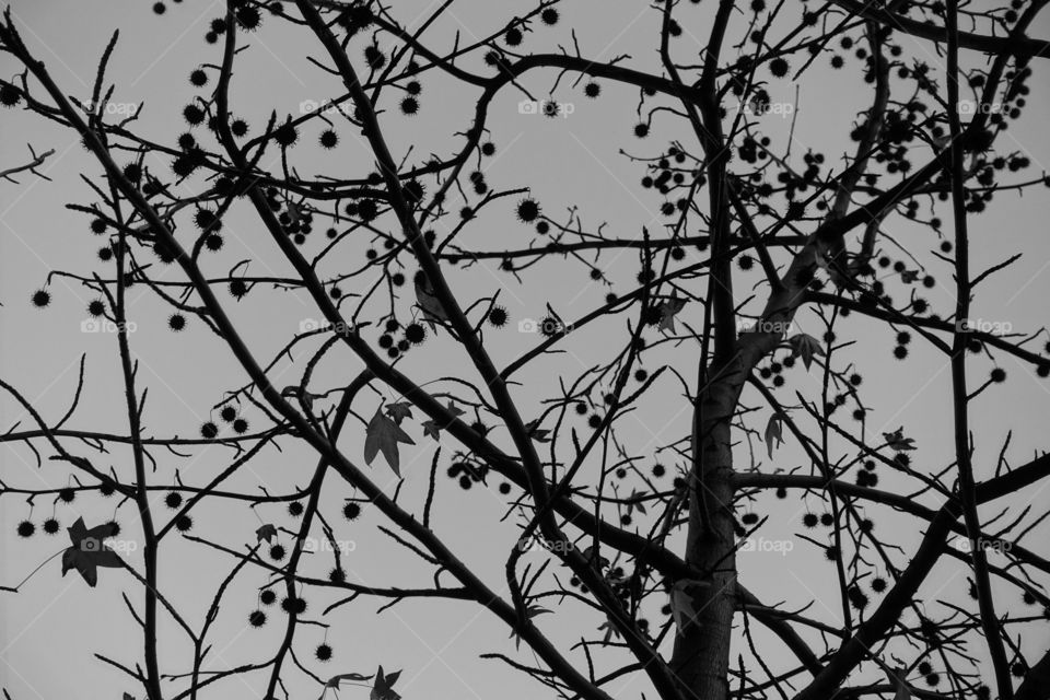 A tree called London Plane Tree. Monochrome image.