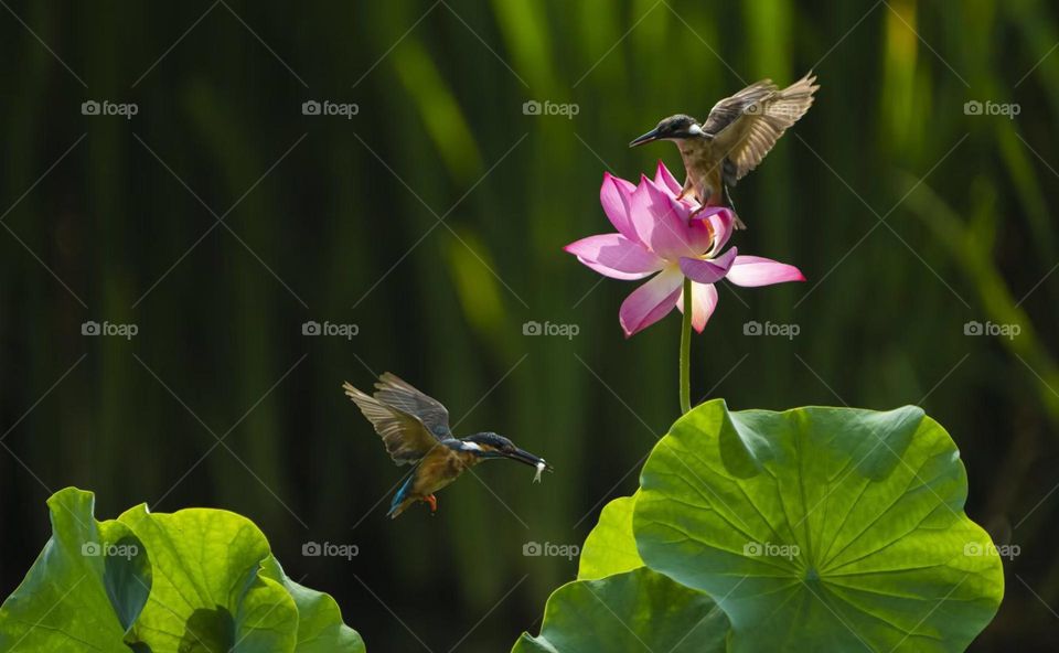 Lotus and Kingfisher, shot in Xi'an China.