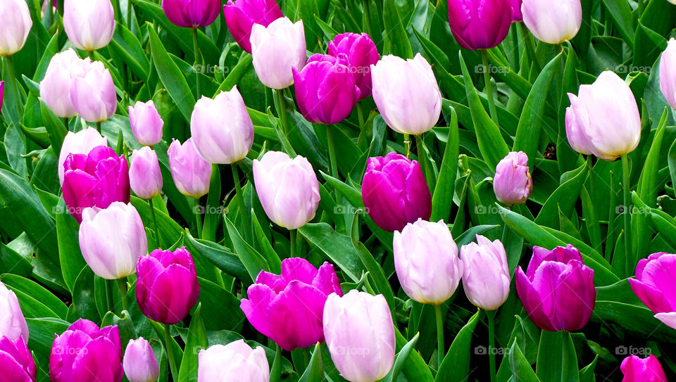 Full frame shot of tulip flowers