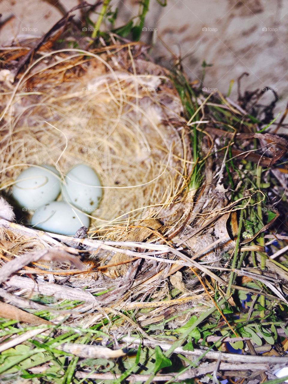 Bird's Nest. 