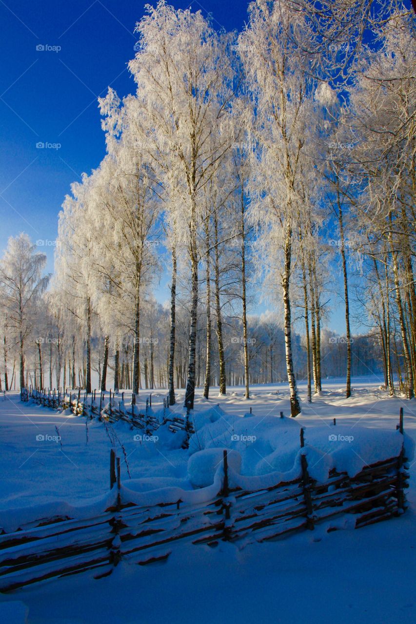 Winter magical forest