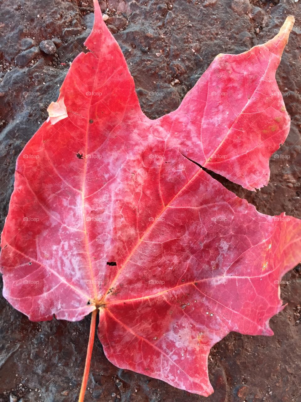 Ruby red leaf 2