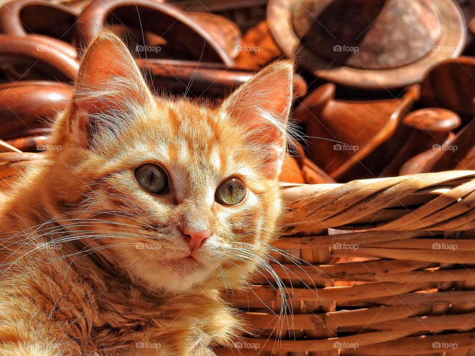 Kitten hanging out