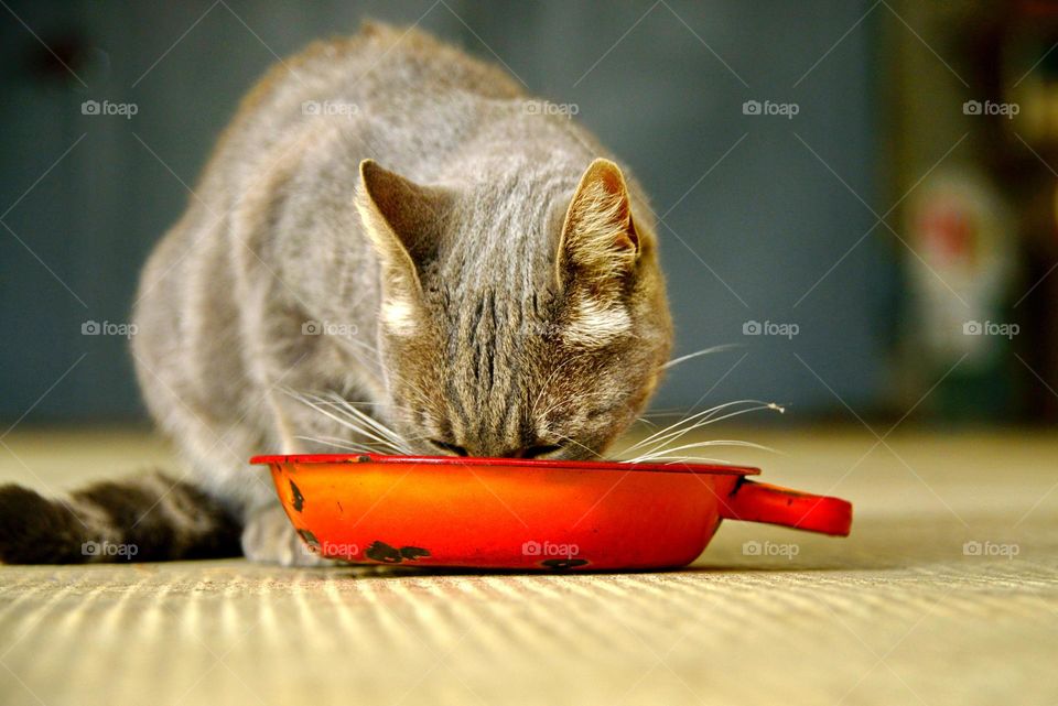 a cat eating