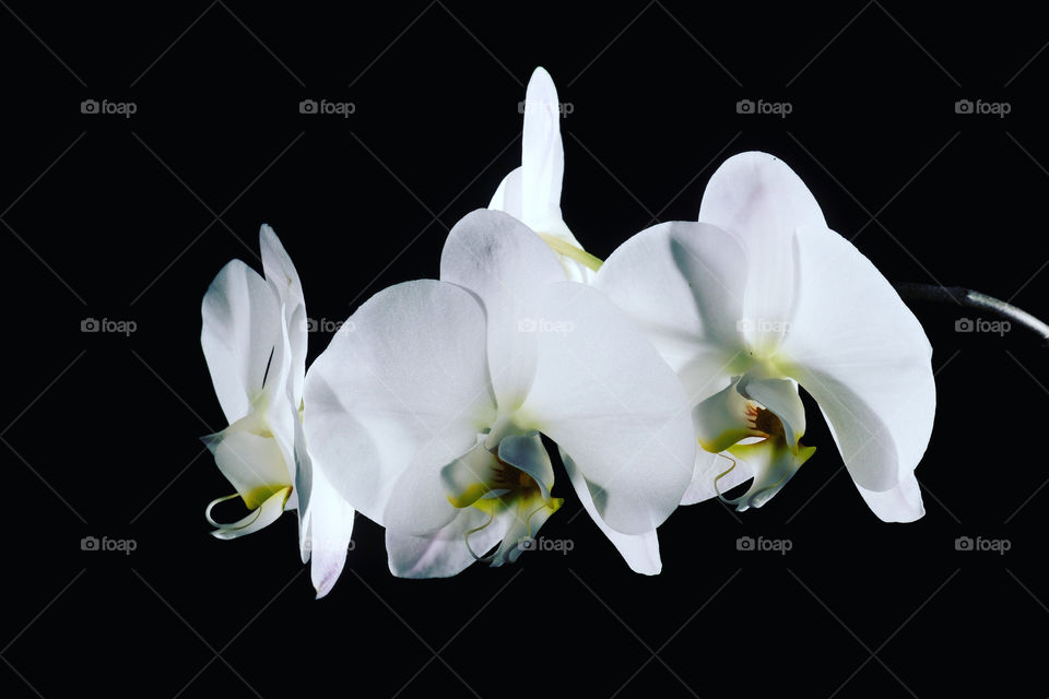 White orchids on dark background