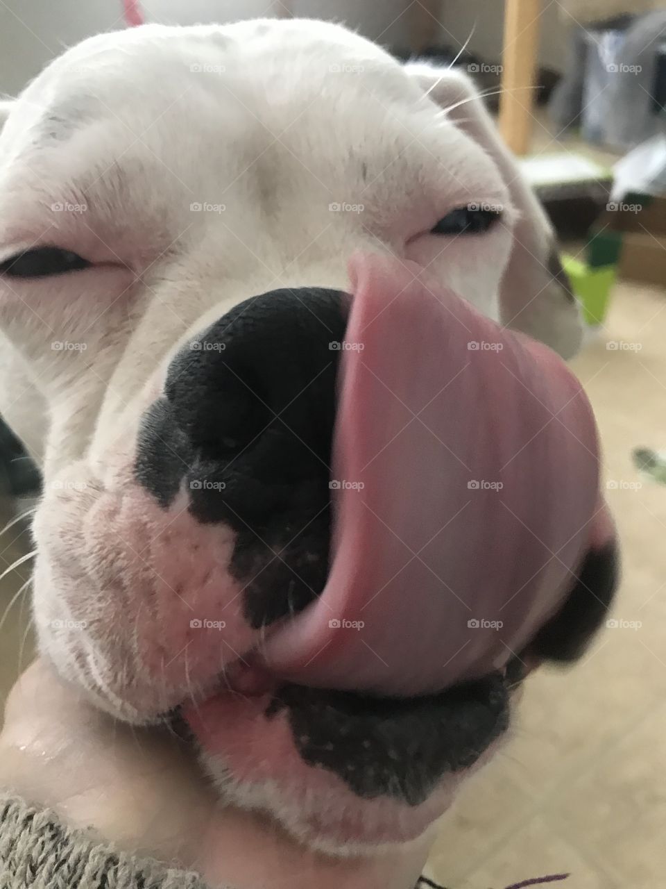 Silly puppy licks her nose white boxer slobber