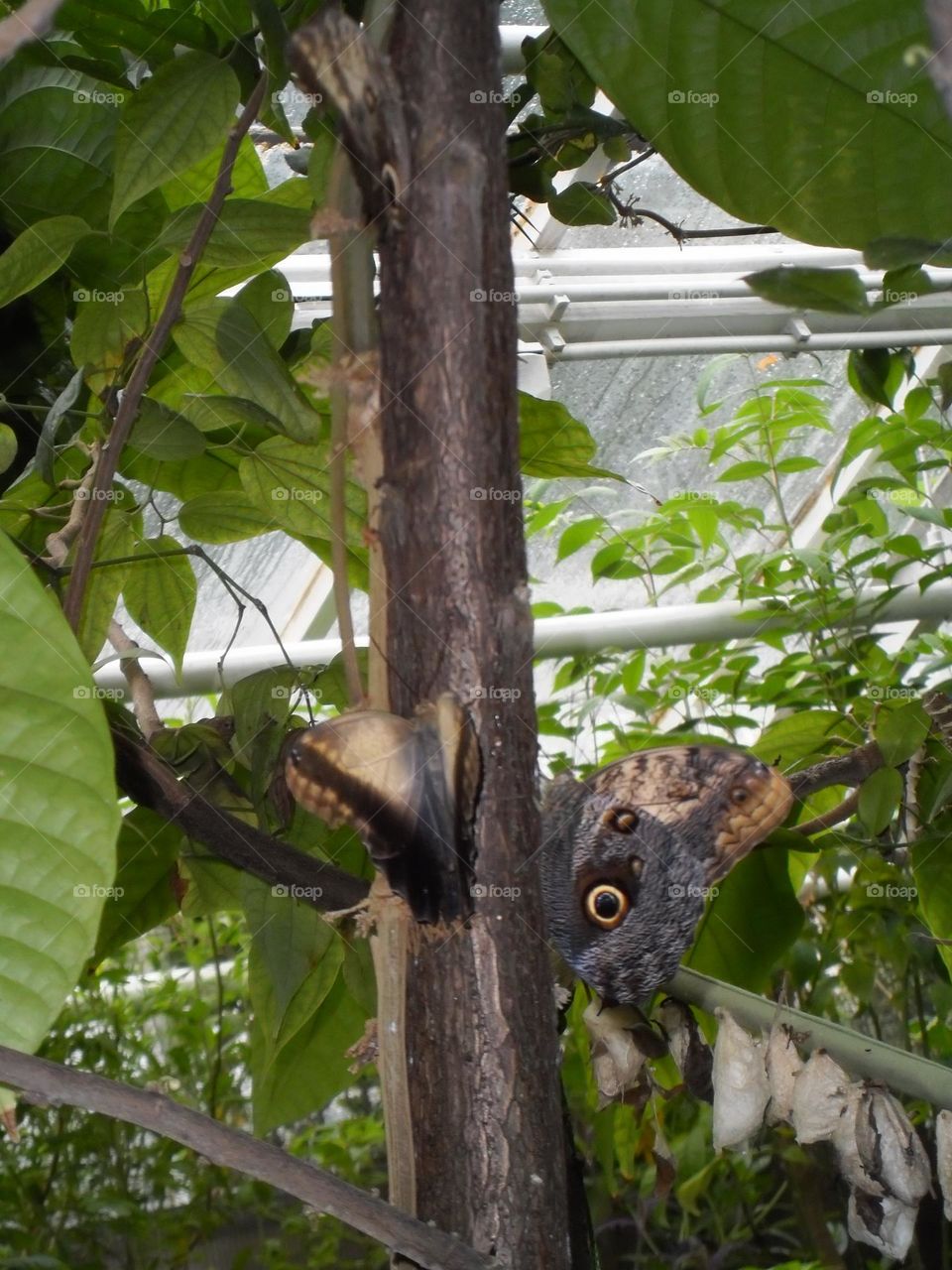 Pareja de mariposas