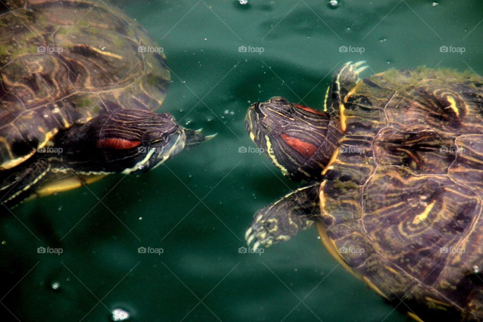 Turtles Greeting in the Water