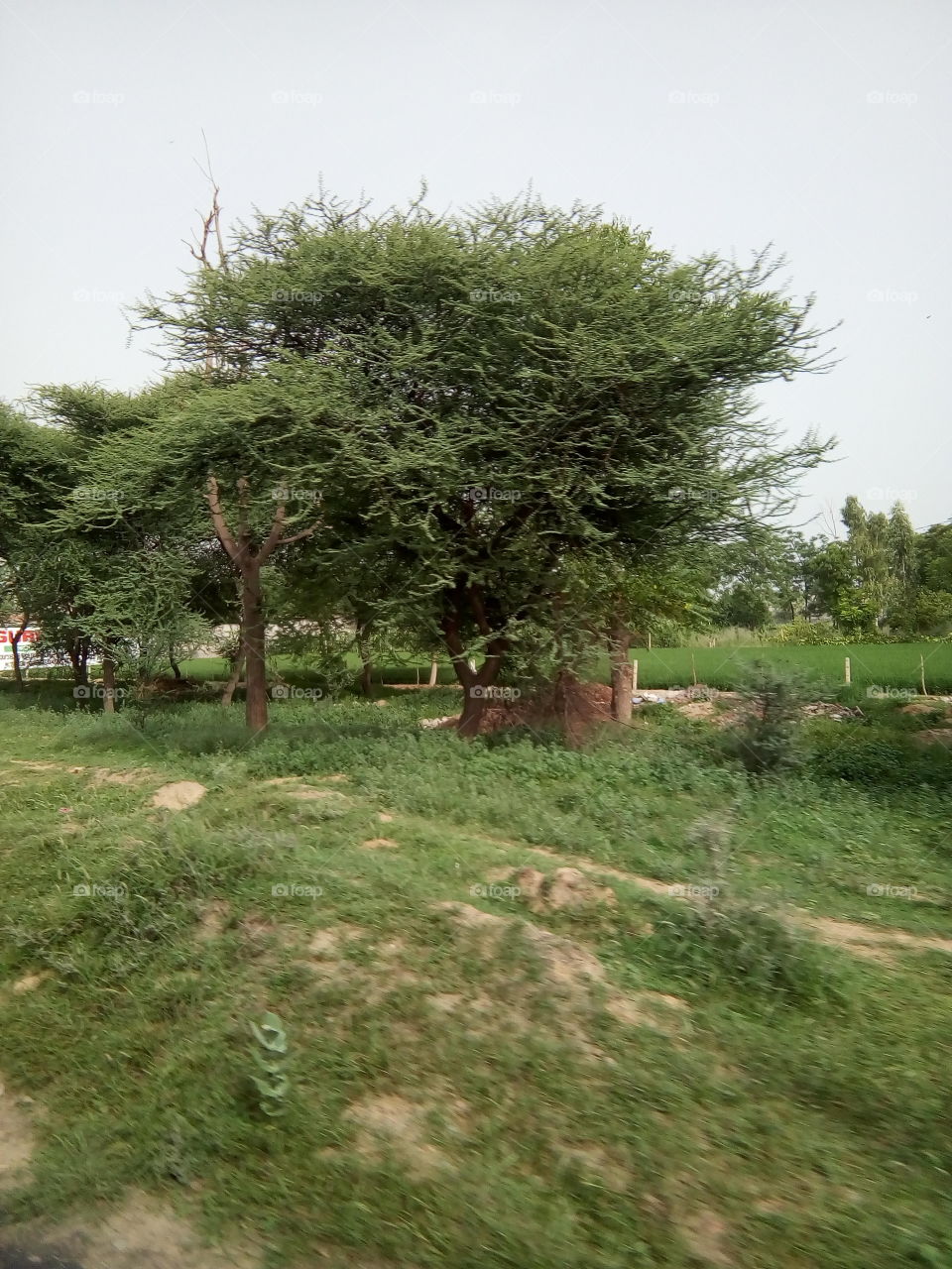natural green trees, shrubs and grass in a field