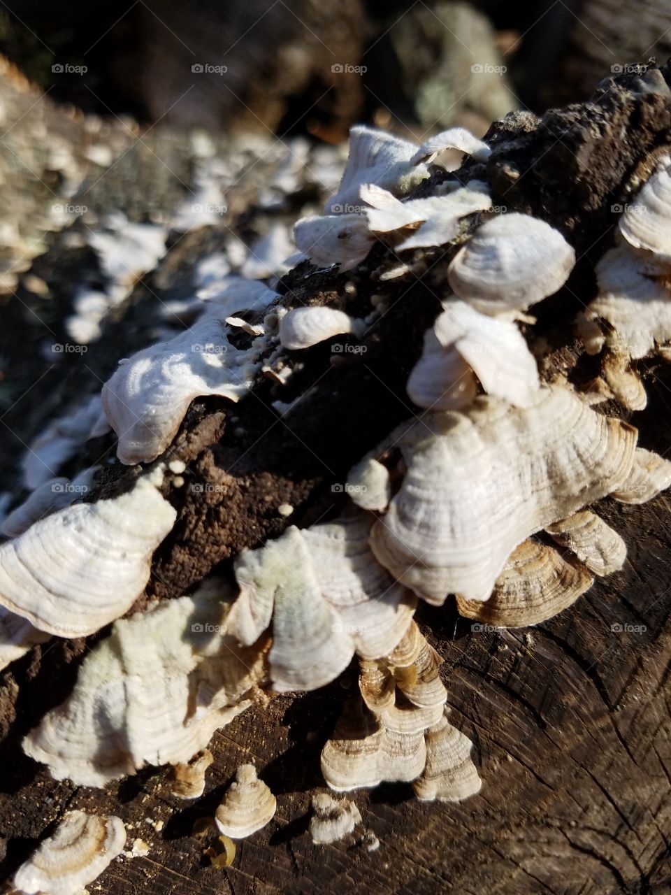 Log fungus