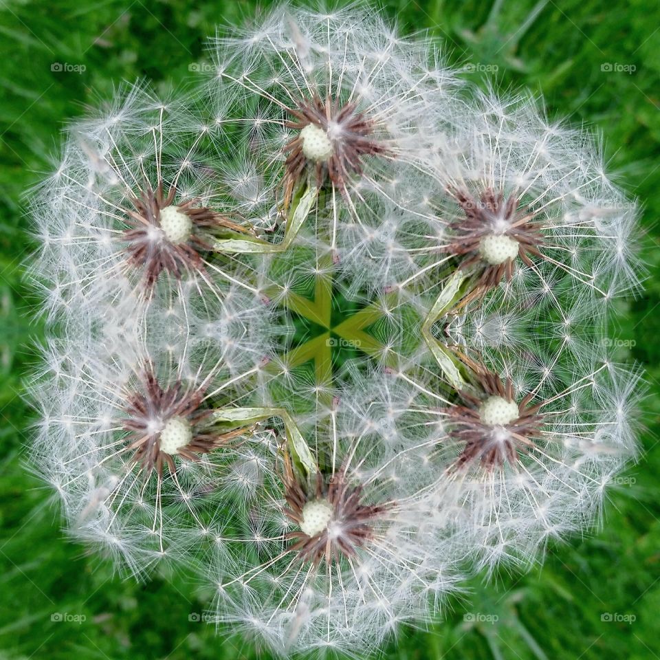 dandelion mandala