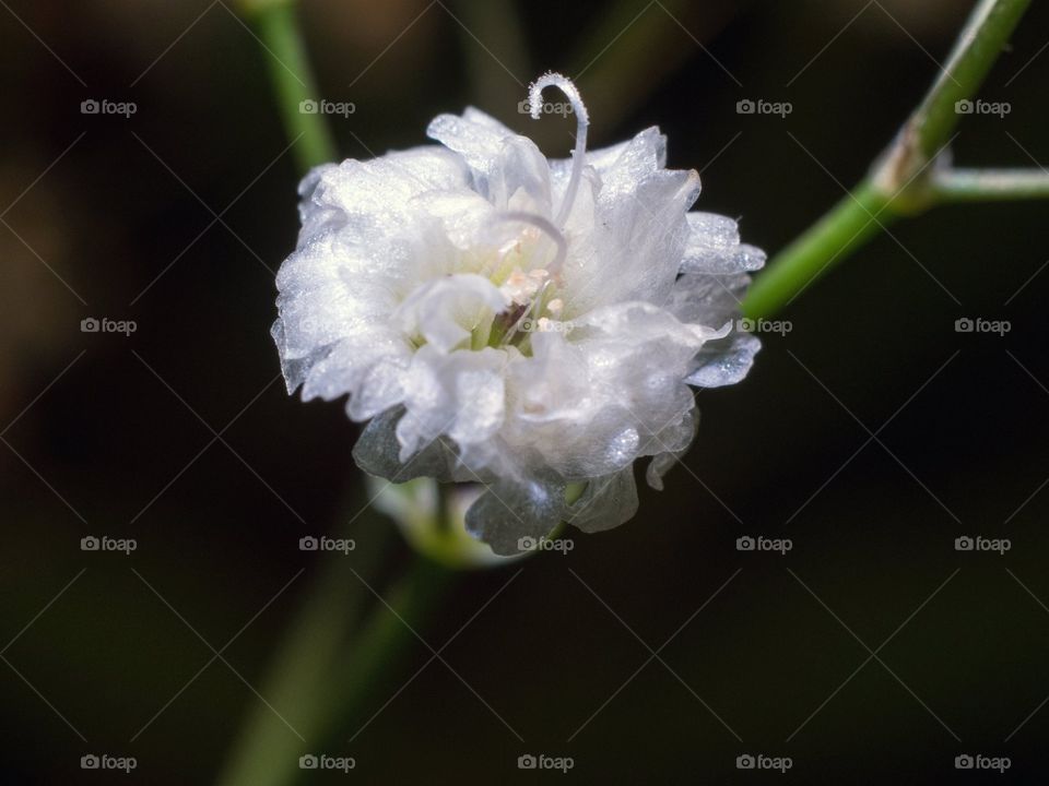 Small white flower