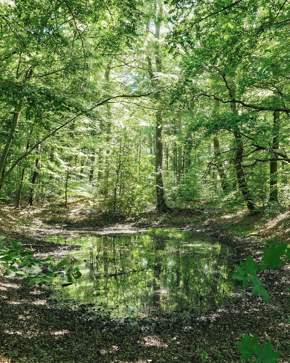 Forest pond