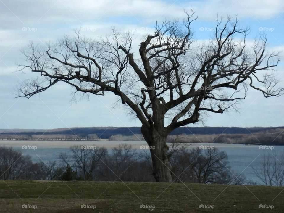 Old Tree Along the Potomac